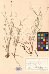 Carex globularis L., Siberia, Russian Far East (S6) (Russia)