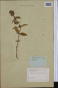 Origanum onites L., Western Europe (EUR) (Not classified)