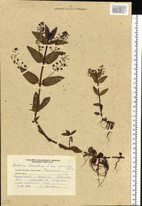 Veronica americana (Raf.) Schwein. ex Benth., Siberia, Russian Far East (S6) (Russia)