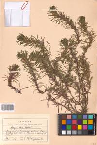 MHA 0 155 013, Ajuga chamaepitys (L.) Schreb., Eastern Europe, Moldova (E13a) (Moldova)