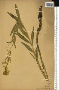 Armoracia rusticana P.Gaertn., B.Mey. & Scherb., Eastern Europe, Volga-Kama region (E7) (Russia)