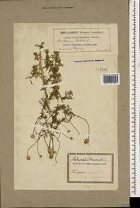 Anthemis cotula L., Caucasus, Georgia (K4) (Georgia)