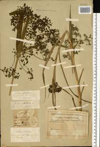 Scirpus sylvaticus L., Eastern Europe, Western region (E3) (Russia)