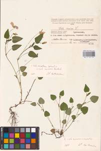 MHA0189546_2, Viola riviniana × rupestris, Eastern Europe, Western region (E3) (Russia)