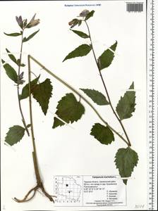 Campanula trachelium L., Eastern Europe, North-Western region (E2) (Russia)