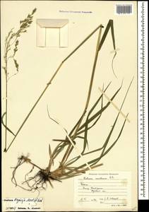 Festuca drymeja Mert. & W.D.J.Koch, Caucasus, Georgia (K4) (Georgia)