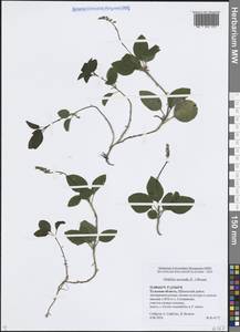 Orthilia secunda (L.) House, Eastern Europe, Central region (E4) (Russia)