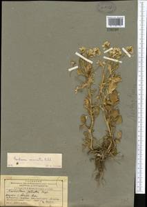 Barbarea vulgaris (L.) W.T. Aiton, Middle Asia, Northern & Central Tian Shan (M4) (Kazakhstan)
