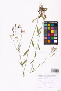 Campanula patula L., Eastern Europe, Central forest-and-steppe region (E6) (Russia)