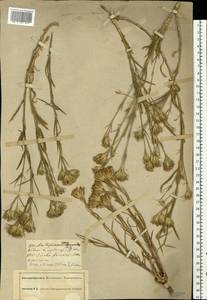 Dianthus pseudarmeria M. Bieb., Eastern Europe, South Ukrainian region (E12) (Ukraine)