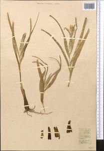 Iris linifolia (Regel) O.Fedtsch., Middle Asia, Western Tian Shan & Karatau (M3)
