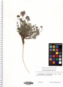 Oxytropis floribunda (Pall.) DC., Eastern Europe, Middle Volga region (E8) (Russia)