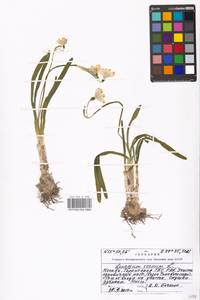 Leucojum vernum L., Eastern Europe, Moscow region (E4a) (Russia)