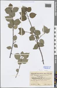 Prunus mahaleb L., Eastern Europe, North Ukrainian region (E11) (Ukraine)