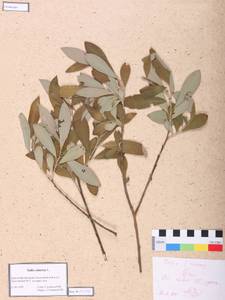 Salix cinerea L., Siberia, Central Siberia (S3) (Russia)