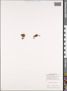 Woodsia glabella R.Br., Caucasus, Stavropol Krai, Karachay-Cherkessia & Kabardino-Balkaria (K1b) (Russia)