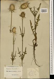 Dipsacus laciniatus L., Caucasus, Black Sea Shore (from Novorossiysk to Adler) (K3) (Russia)