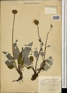 Psephellus abchasicus Albov, Caucasus, Krasnodar Krai & Adygea (K1a) (Russia)