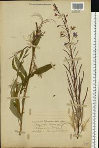 Chamaenerion angustifolium (L.) Scop., Eastern Europe, Belarus (E3a) (Belarus)