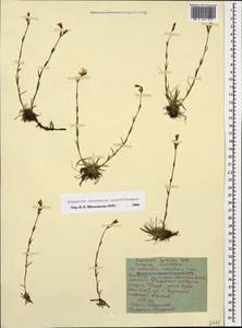 Cherleria circassica (Albov) comb. ined., Caucasus, Stavropol Krai, Karachay-Cherkessia & Kabardino-Balkaria (K1b) (Russia)