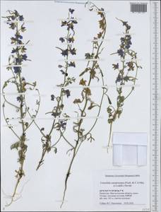 Delphinium camptocarpum Fisch. & C.A.Mey., Middle Asia, Caspian Ustyurt & Northern Aralia (M8) (Kazakhstan)