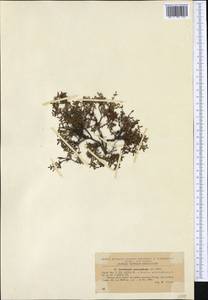 Kalmia procumbens (L.) Gift, Kron & P. F. Stevens, Western Europe (EUR) (Romania)