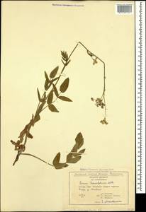 Sium sisarum L., Caucasus, Georgia (K4) (Georgia)