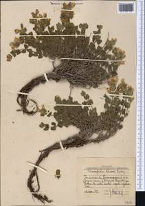 Dracocephalum komarovii Lipsky, Middle Asia, Western Tian Shan & Karatau (M3) (Uzbekistan)