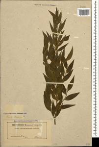 Danae racemosa (L.) Moench, Caucasus, Georgia (K4) (Georgia)