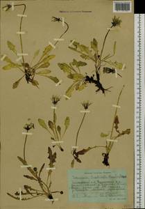 Taraxacum nivale Lange ex Kihlm., Siberia, Central Siberia (S3) (Russia)