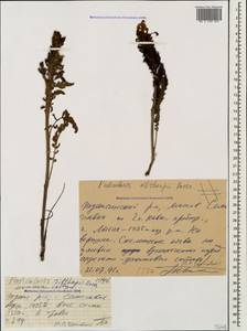 Pedicularis sibthorpii Boiss., Caucasus, Krasnodar Krai & Adygea (K1a) (Russia)