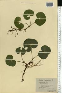 Asarum europaeum L., Eastern Europe, Central forest-and-steppe region (E6) (Russia)