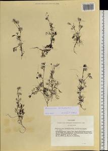 Ranunculus trichophyllus Chaix, Siberia, Altai & Sayany Mountains (S2) (Russia)