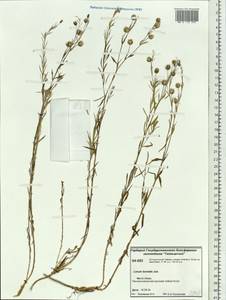 Linum komarovii subsp. boreale (Juz.) T.V. Egorova, Siberia, Central Siberia (S3) (Russia)