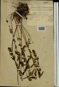 Hypericum hirsutum L., Eastern Europe, Eastern region (E10) (Russia)