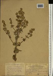Salvia aethiopis L., Eastern Europe, South Ukrainian region (E12) (Ukraine)