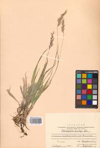 Calamagrostis korotkyi Litv., Siberia, Russian Far East (S6) (Russia)