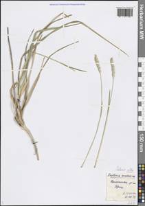 Sesleria alba Sm., Caucasus, Krasnodar Krai & Adygea (K1a) (Russia)