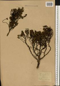 Kalmia procumbens (L.) Gift, Kron & P. F. Stevens, Eastern Europe, Northern region (E1) (Russia)