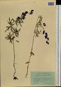 Aconitum, Siberia, Western Siberia (S1) (Russia)