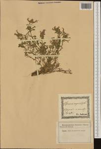 Saponaria ocymoides L., Western Europe (EUR) (Italy)