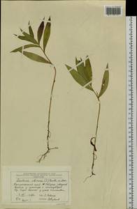 Lactuca sibirica (L.) Maxim., Siberia, Central Siberia (S3) (Russia)