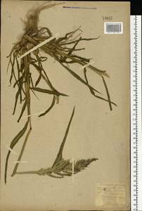 Echinochloa crus-galli (L.) P.Beauv., Eastern Europe, South Ukrainian region (E12) (Ukraine)