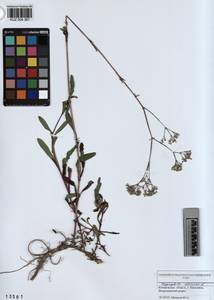 KUZ 004 367, Gypsophila altissima L., Siberia, Altai & Sayany Mountains (S2) (Russia)