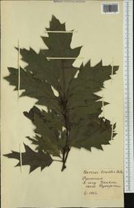 Quercus rubra L., Western Europe (EUR) (Romania)