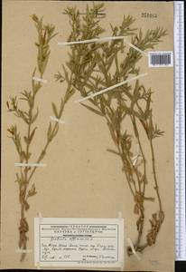 Gratiola officinalis L., Middle Asia, Western Tian Shan & Karatau (M3) (Kazakhstan)