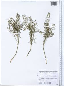 Thesium longifolium Turcz., Siberia, Baikal & Transbaikal region (S4) (Russia)