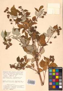 Rubus idaeus L., Eastern Europe, Lower Volga region (E9) (Russia)