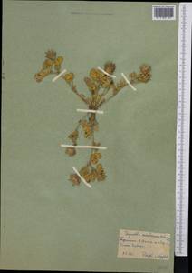 Trigonella coerulescens (M.Bieb.)Halacsy, Middle Asia, Kopet Dag, Badkhyz, Small & Great Balkhan (M1) (Turkmenistan)