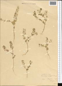 Microthlaspi perfoliatum (L.) F.K.Mey., Middle Asia, Kopet Dag, Badkhyz, Small & Great Balkhan (M1) (Turkmenistan)